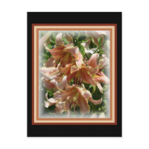 Peach Lillies postcards