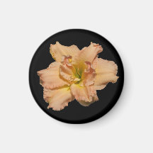 Peach Lily on black background Magnet