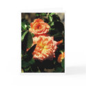 Peach Miniature Roses cards by Snowhawk Peach Miniature Roses cards