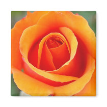 Peach/Orange Rose Magnet by MooseAnne Peach/Orange Rose Magnet