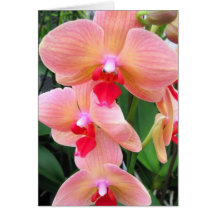Peach orchids - Card
