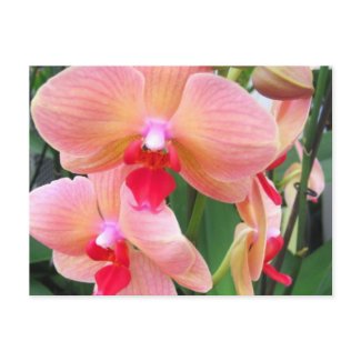 Orchid flowers