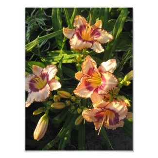 Peach Oriental Day Lilies