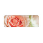 Peach Pink Rose Background Customized Custom Return Address Labels