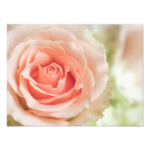 Peach Pink Rose Background Customized Photographic Print