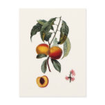 Peach Postcards
