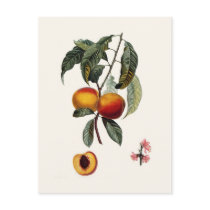 Peach Postcards