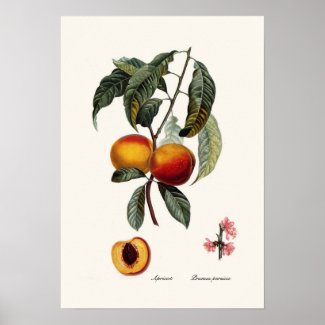Peach Posters