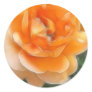 Peach Rose 2 Purity
