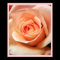 Peach Rose Apricot Roses Flowers Floral Photo posters