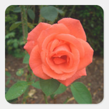 Peach Rose Blossom CricketDiane Stickers