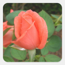 Peach Rose Bud in the Rain CricketDiane Square Stickers