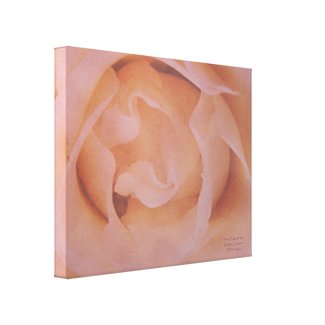 Peach Rose wrappedcanvas