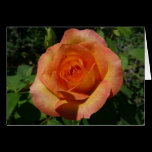 Peach Rose Card