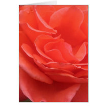Peach Rose Card by donnabellas Peach Rose Card