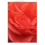 Peach Rose Card