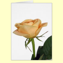 Peach rose cards