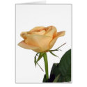 Peach rose cards by Yarijik Peach rose cards