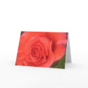 Peach Rose Card
