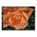 Peach rose cards by Yarijik Peach rose cards