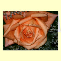 Peach rose cards