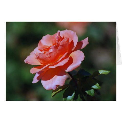 Peach Rose Card card