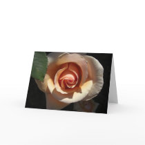 Peach Rose Cards by wingedturtle Peach Rose Cards