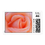 PEACH ROSE CLOSE-UP stamp