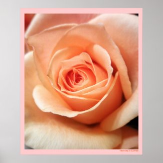 Peach Rose Bud Poster Print by S.Lynnette