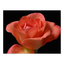 Peach Rose in dark background posters by nisha4680 Peach Rose in dark background posters