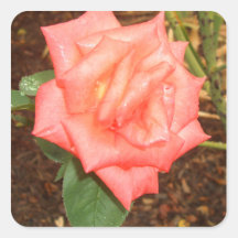 Peach Rose in the Rain CricketDiane Florals Square Sticker