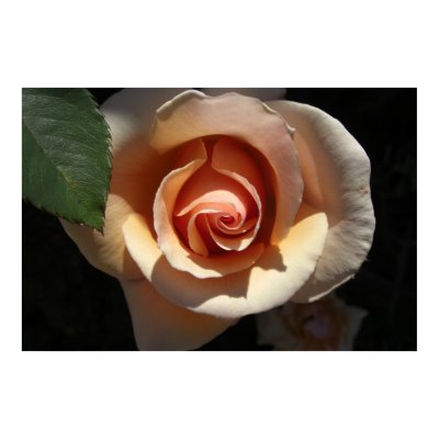 Peach Rose Large Posters & Prints by wingedturtle