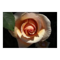Peach Rose Large Posters & Prints by wingedturtle Peach Rose Large Posters & Prints