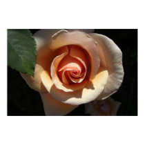 Peach Rose Large Posters & Prints