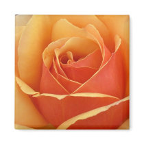 Peach Rose magnets by JuJuGardens Peach Rose magnets