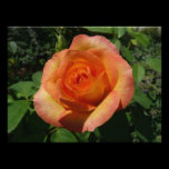 Peach Rose Photo Print