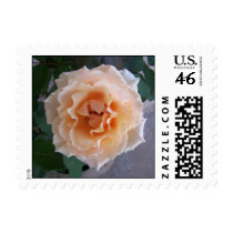 Peach Rose postage