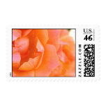 Peach Rose