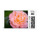 Peach Rose Stamp