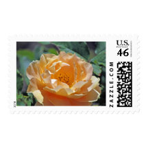 Peach Rose Postage Stamp