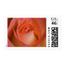 Peach Rose Postage Stamp