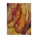 Peach rose, postcard