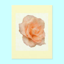 Peach Rose postcards
