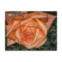 Peach rose postcards by Yarijik Peach rose postcards