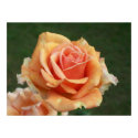 Peach Rose Poster posters by SweetRascal Peach Rose Poster posters