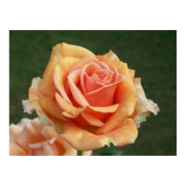 Peach Rose Poster posters by SweetRascal Peach Rose Poster posters