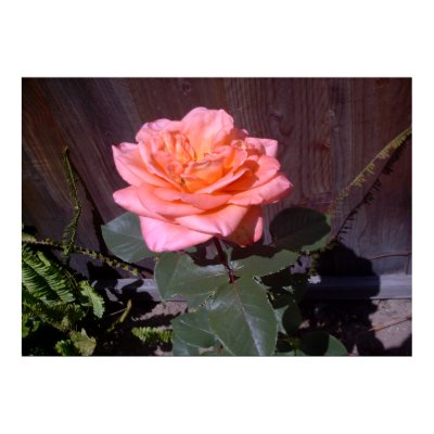 Peach Rose Print by wingedturtle