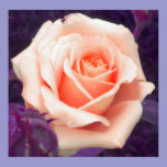 Peach Rose Poster posters