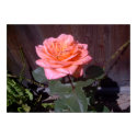 Peach Rose posters