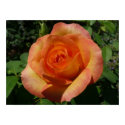 Peach Rose Print